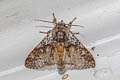 Disparia maculata