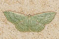 Dithecodes idaea