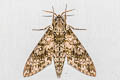 Dolbina inexacta