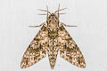 Dolbina inexacta