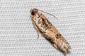 Mango Flower Webworm Dudua aprobola