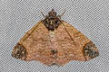 Dunira lunapex