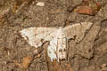 Dysaethria oriocharis