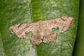Four-pointed Two-tailed Moth Dysaethria quadricaudata 