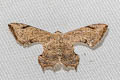 Four-pointed Two-tailed Moth Dysaethria quadricaudata 