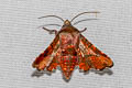 Dysodia magnifica