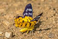 Common False Tiger Moth Dysphania militaris