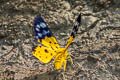 Yellow False Tiger Moth Dysphania sagana 