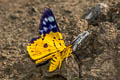 Yellow False Tiger Moth Dysphania sagana 