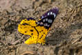 Yellow False Tiger Moth Dysphania sagana 