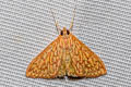 Teak Leaf Skeletonizer Ecpyrrhorrhoe damastesalis