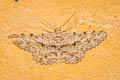 Burmese Engrailed Moth Ectropis bhurmitra