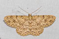 Burmese Engrailed Moth Ectropis bhurmitra