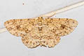 Burmese Engrailed Moth Ectropis bhurmitra