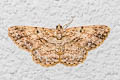 Burmese Engrailed Moth Ectropis bhurmitra