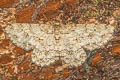 Burmese Engrailed Moth Ectropis bhurmitra