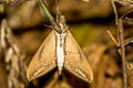 Large Banded Hawkmoth Elibia dolichus