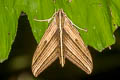 Large Banded Hawkmoth Elibia dolichus