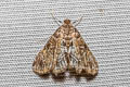 Elophila difflualis