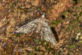 Elophila sp.
