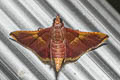 Endotricha mesenterialis