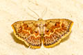 Enispa sp.