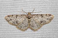 Ennominae sp.