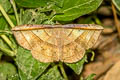 Entomogramma fautrix