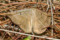 Entomogramma torsa