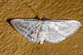 Epaena candidatalis