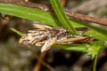 Epicrocis hilarella