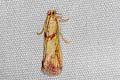 Epicrocis metallopa