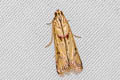 Epicrocis metallopa
