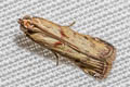 Epicrocis metallopa