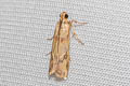 Epicrocis metallopa