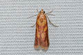 Epicrocis oegnusalis