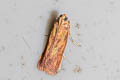 Epicrocis oegnusalis