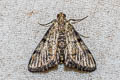 Epipaschiinae sp.