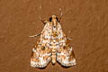Epipaschiinae sp.