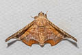 Episparis tortuosalis