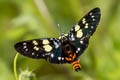 Blue-spotted Forester Moth Episteme adulatrix 