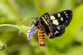 Blue-spotted Forester Moth Episteme adulatrix 