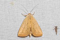 Erebidae sp.