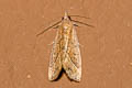 Erebidae sp.