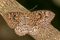 Common Owl Moth Erebus macrops 