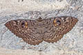 Common Owl Moth Erebus macrops 