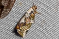 Etanna albonotata