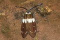 Red Slug Caterpillar Moth Eterusia aedea