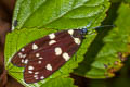 Eterusia tricolor