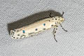 Streaked Ethmia Moth Ethmia longimaculella